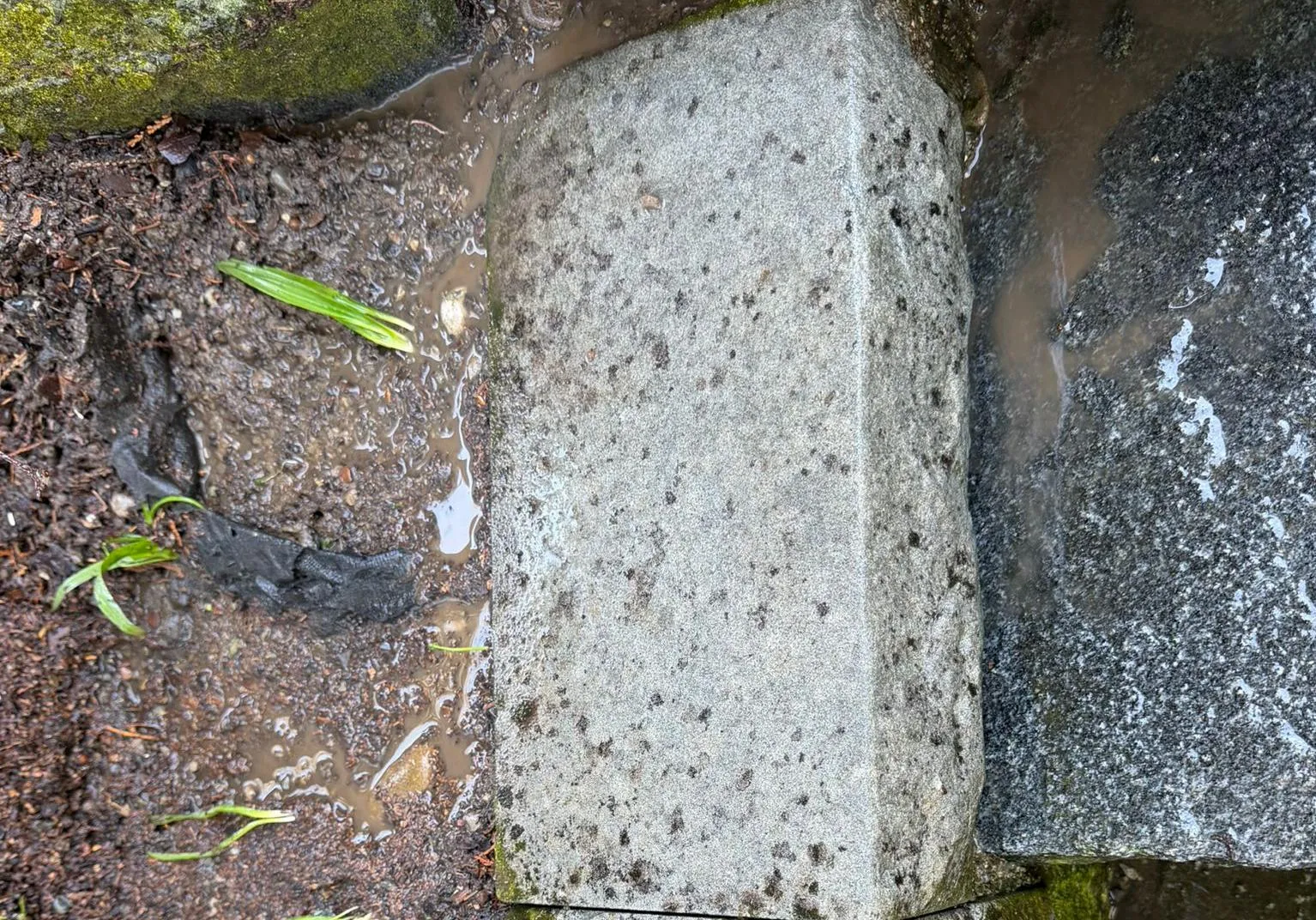 Moos & Algenentfernung